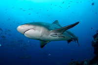 Bull shark