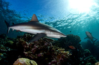 Grey reef shark