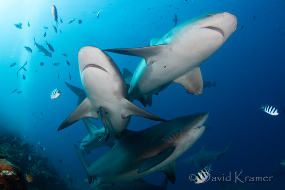 Bull sharks 1