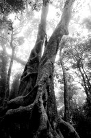 Antarctic Beech