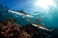 Grey and Black tip reef sharks