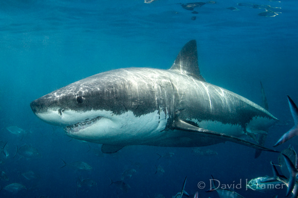 Great White Shark
