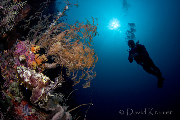 Cuttlefish and Diver