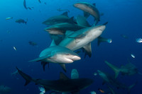 Bull sharks 2