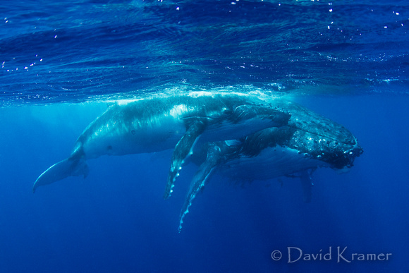 Mother and Calf