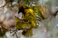 Mating Weaver Birds