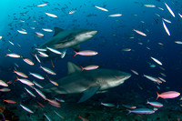 Bull sharks 3