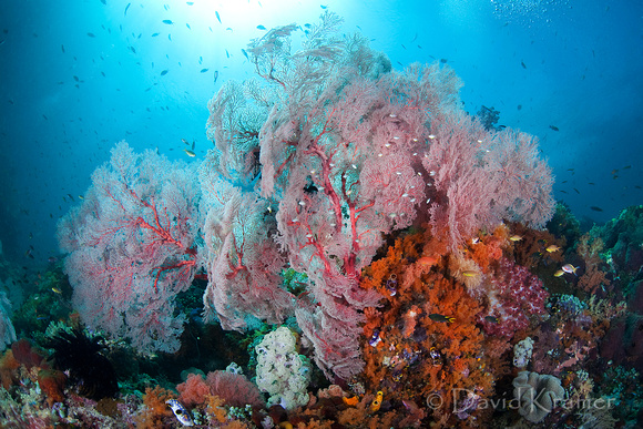 Coral Bommie and Gorgonian fan